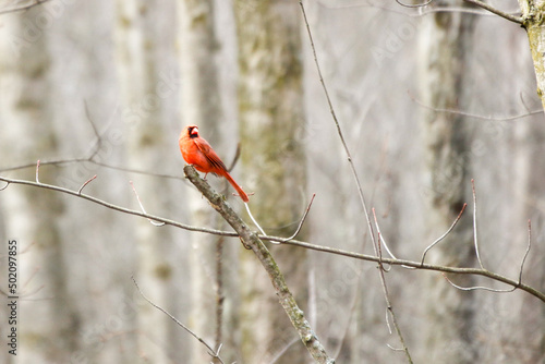 A male cardinal sits in a tree during spring season in Canada