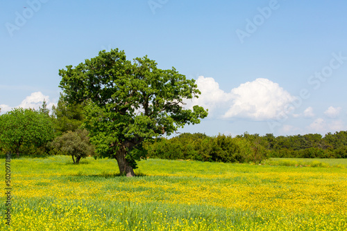 Big and single tree in the middle of green fields