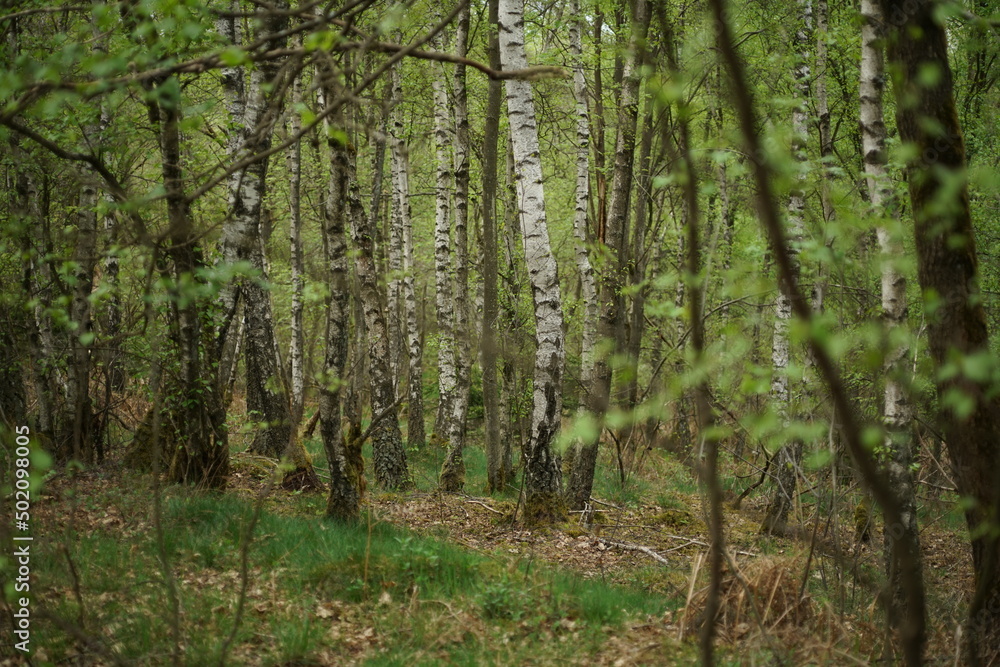 Fototapeta premium Niederwald im Wachstum, Wald im Frühling, Mai auf der Heide und wachsende Natur