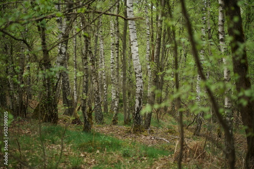 Niederwald im Wachstum  Wald im Fr  hling  Mai auf der Heide und wachsende Natur