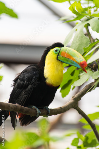 A picture of a toucan