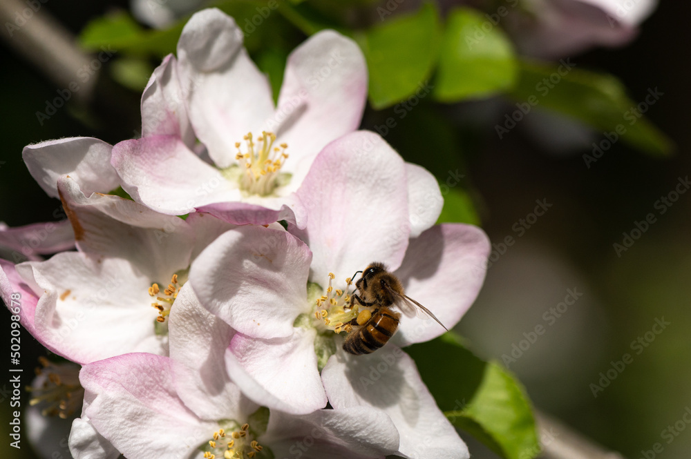 Abeille Européenne sur pommier Abeille Européenne sur pommier