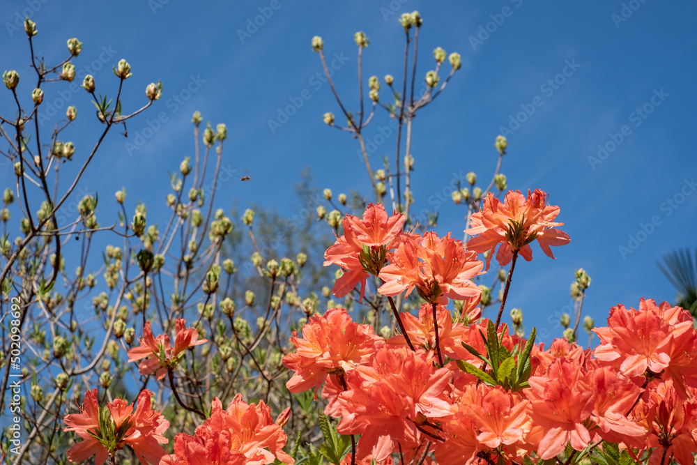 Stunning orange and pink coloured rhododendron flowers, photographed in late spring in Temple Gardens, Langley Park, near Slough UK. Stunning orange and pink coloured rhododendron flowers, photographed in late spring in Temple Gardens, Langley Park, near Slough UK.
