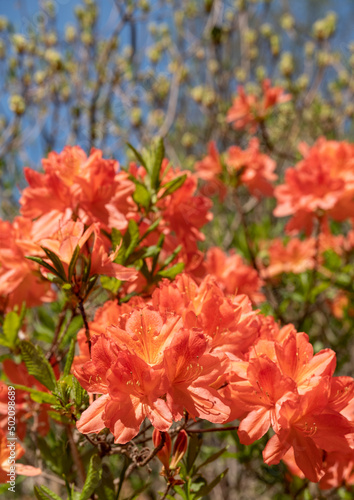 Stunning orange and pink coloured rhododendron flowers, photographed in late spring in Temple Gardens, Langley Park, near Slough UK.