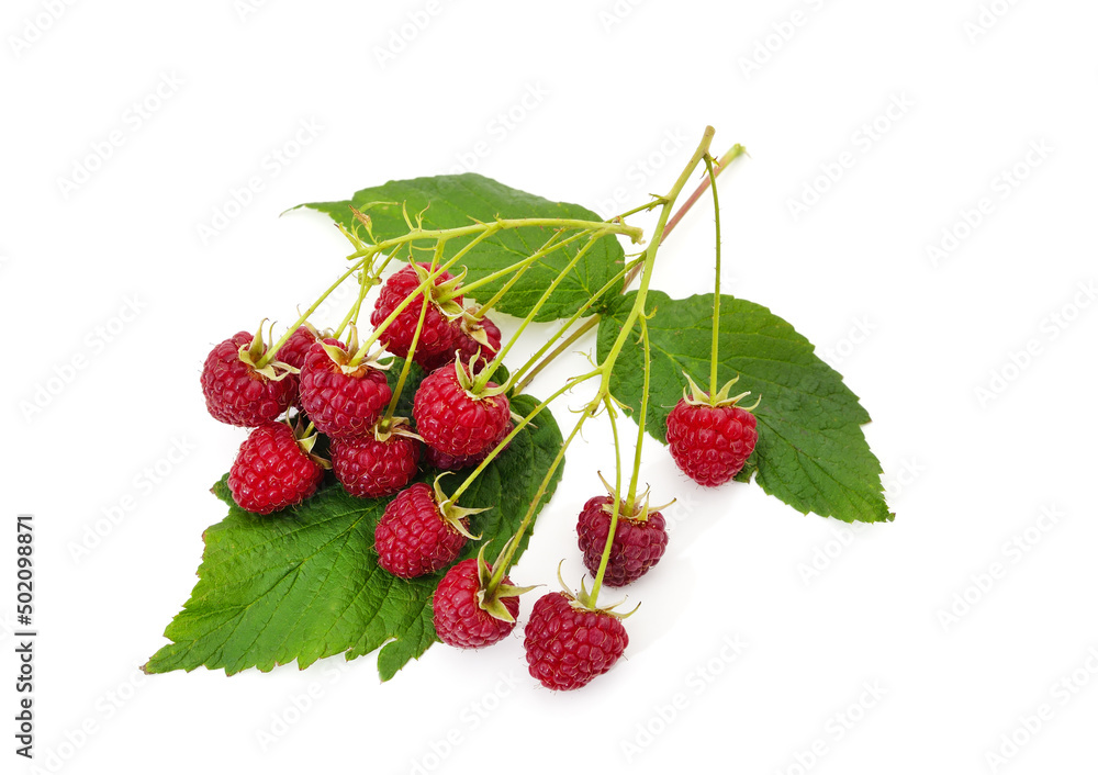 Ripe raspberries on a leaf. Ripe raspberries on a leaf.