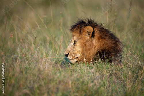 lion in the grass Fototapet