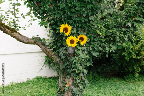 Baum mit Efeu und Sonnenblumen