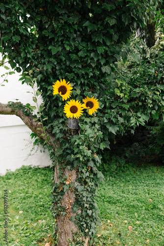 Baum mit Efeu und Sonnenblumen