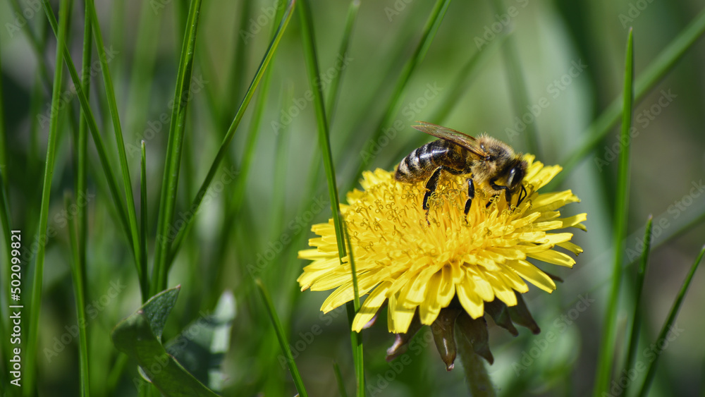 A yellow dandelion in a meadow pollinated by a bee. A yellow dandelion in a meadow pollinated by a bee.