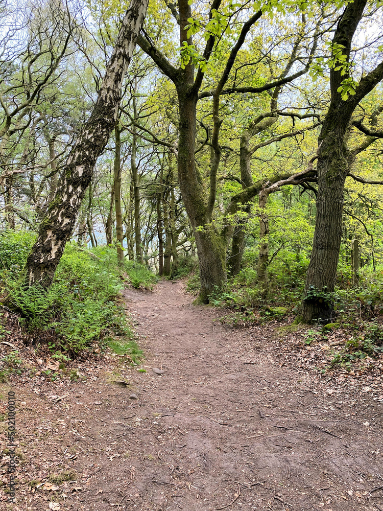 path in the woods path in the woods