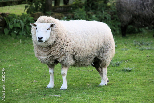 A Sheep in a field
