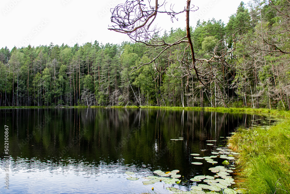 Fototapeta premium ecological tourism. Lake Mertvoe, Narochansky National Park, Blue Lakes Ecological Trail, Belarus, Minsk Region. 