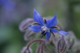 Close-up or Borage (Starflower), sometimes used in salads.