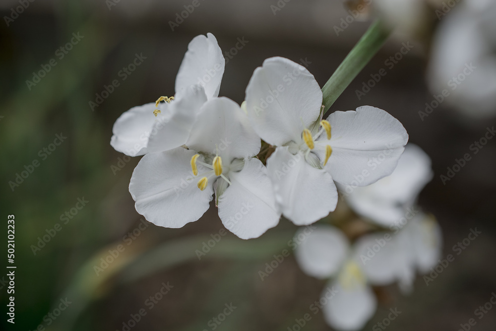 Fototapeta premium Iberis sempervirens a spring summer white perennial bulbous flower