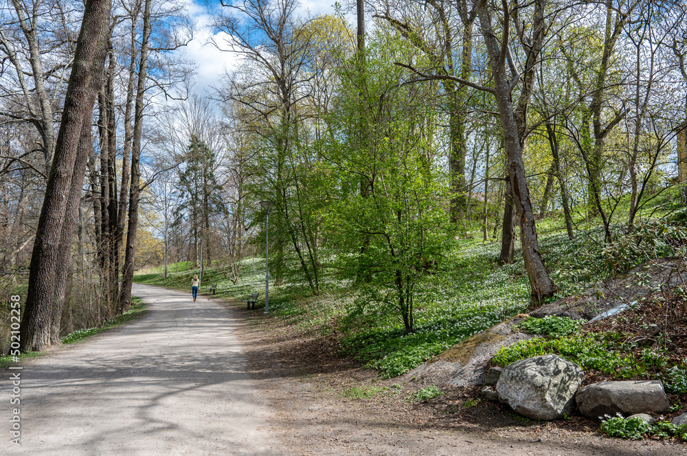 Fototapeta premium Unrecognizable people walk in city park Abackarna during spring in Norrkoping, Sweden. Wood anemone is flowering here in late April.