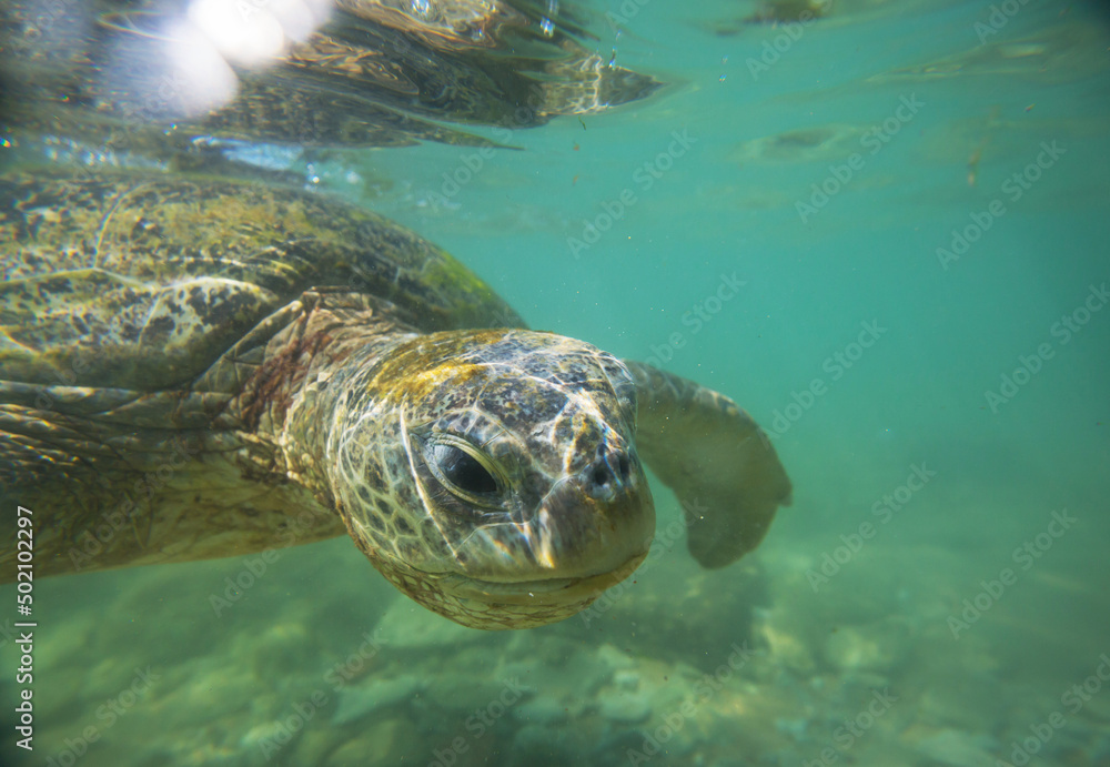 Obraz premium Turtle