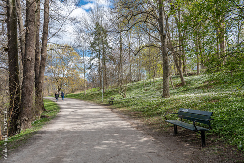 Unrecognizable people walk in city park Abackarna during spring in Norrkoping, Sweden. Wood anemone is flowering here in late April. © rolf_52