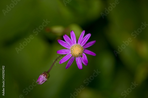 Flora of Tenerife - pale magenta flowers of Pericallis tussilaginis, endemic to central Canary Islands
 photo