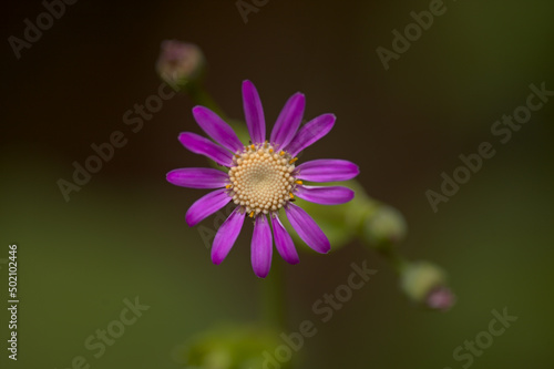 Flora of Tenerife - pale magenta flowers of Pericallis tussilaginis, endemic to central Canary Islands
 photo