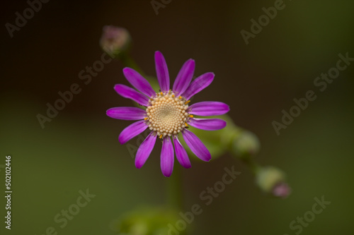 Flora of Tenerife - pale magenta flowers of Pericallis tussilaginis  endemic to central Canary Islands 