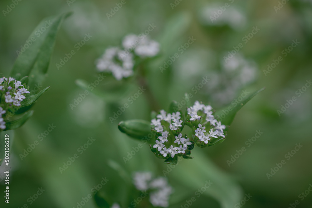 Macro photography of wild flower - a Valerianella discoidea Macro photography of wild flower - a Valerianella discoidea