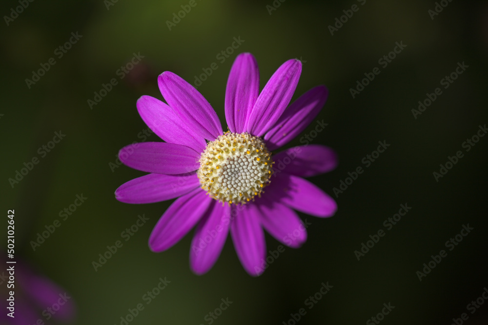 Flora of Tenerife - pale magenta flowers of Pericallis tussilaginis, endemic to central Canary Islands
Flora of Tenerife - pale magenta flowers of Pericallis tussilaginis, endemic to central Canary Islands