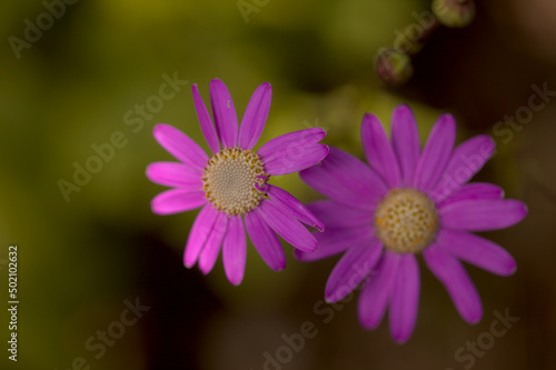 Flora of Tenerife - pale magenta flowers of Pericallis tussilaginis  endemic to central Canary Islands 