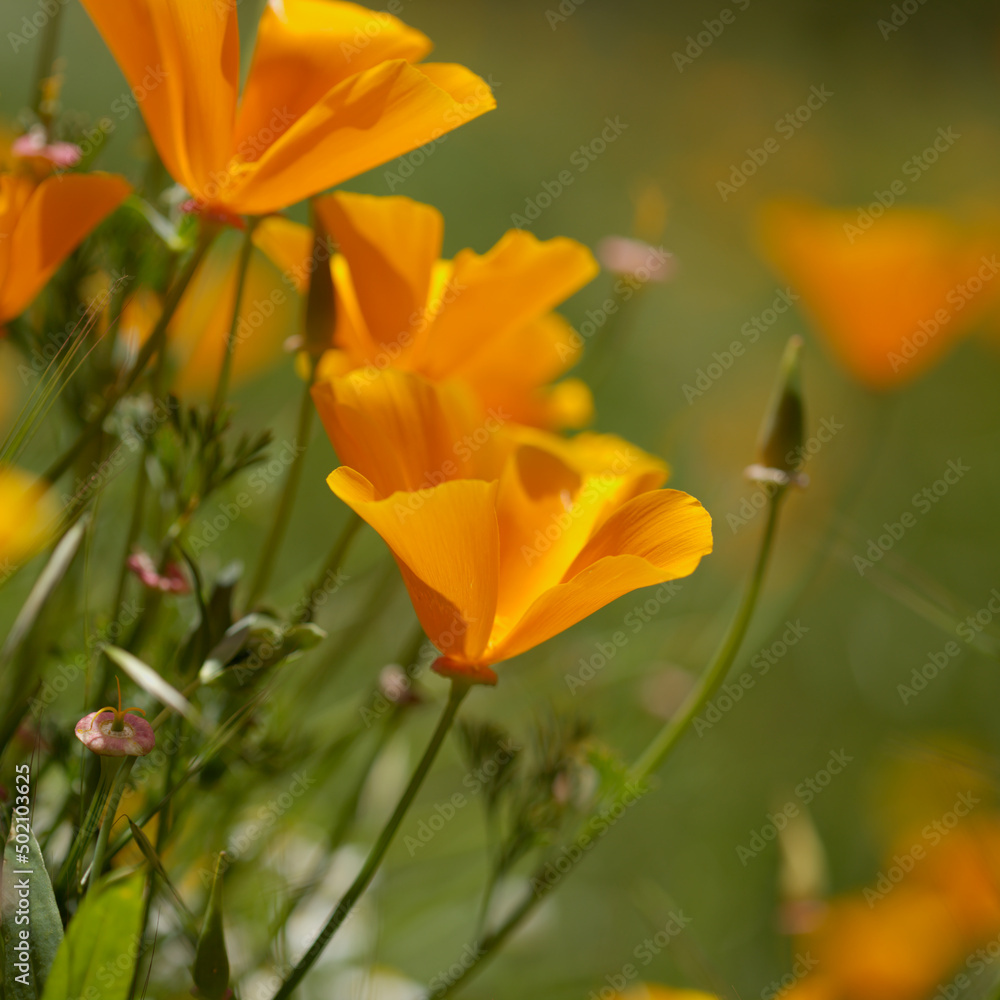 Flora of Gran Canaria - Eschscholzia californica, the California poppy, introduced and invasive species natural macro floral background
Flora of Gran Canaria - Eschscholzia californica, the California poppy, introduced and invasive species natural macro floral background