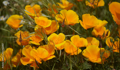 Flora of Gran Canaria -  Eschscholzia californica  the California poppy  introduced and invasive species natural macro floral background 