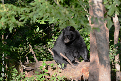 Summer Vista On Solitary Black Bear Sitting On A Log