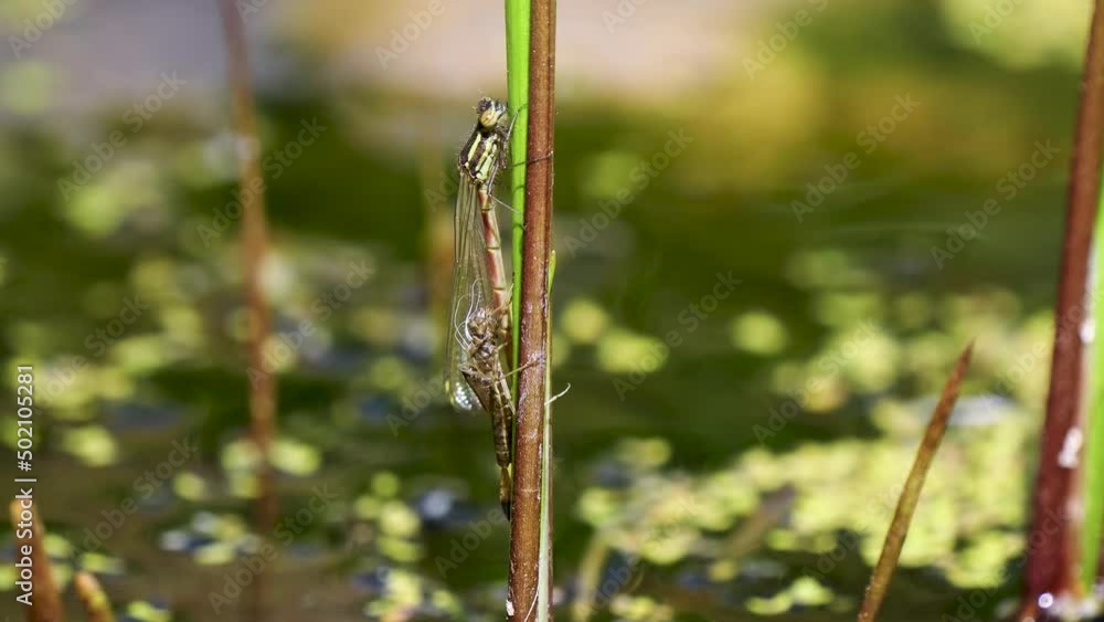 Large Red Damselfly Newly Emerged from a Larva Large Red Damselfly Newly Emerged from a Larva