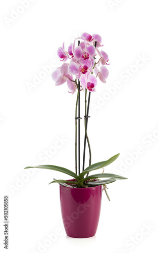 Pink orchid in a dark pink pot