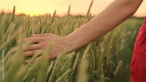 Female hand of farmer touches ears of wheat at sunset  inspecting her harvest. Farmer woman walks through wheat field at sunset  touching green ears of wheat with her hands. Agricultural business.