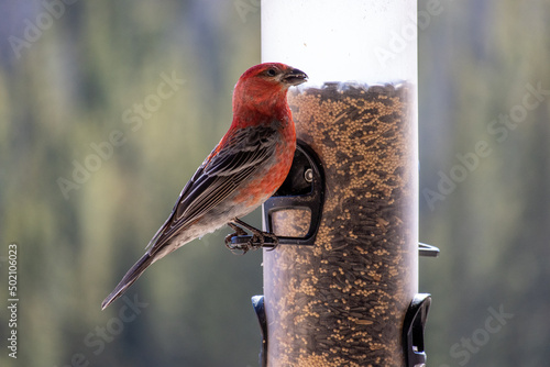 A male pine grosbeak perches on a bird feeder in the Rocky Mountains of Colorado