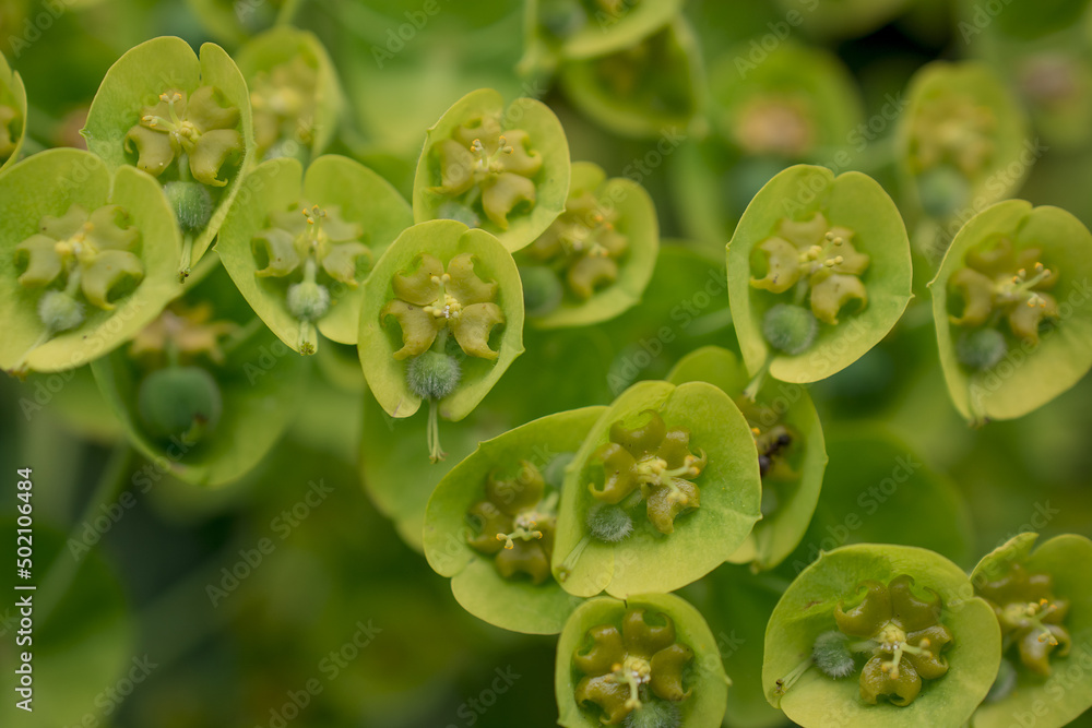 Wild flower plant in nature latin name: Euphorbia helioscopia Wild flower plant in nature latin name: Euphorbia helioscopia