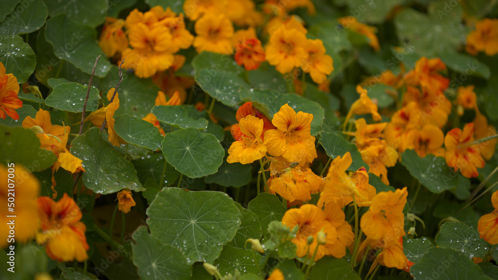 Flora of Gran Canaria - Tropaeolum majus, the garden nasturtium, introduced and invasive plant, edible, natural macro floral background
Flora of Gran Canaria - Tropaeolum majus, the garden nasturtium, introduced and invasive plant, edible, natural macro floral background