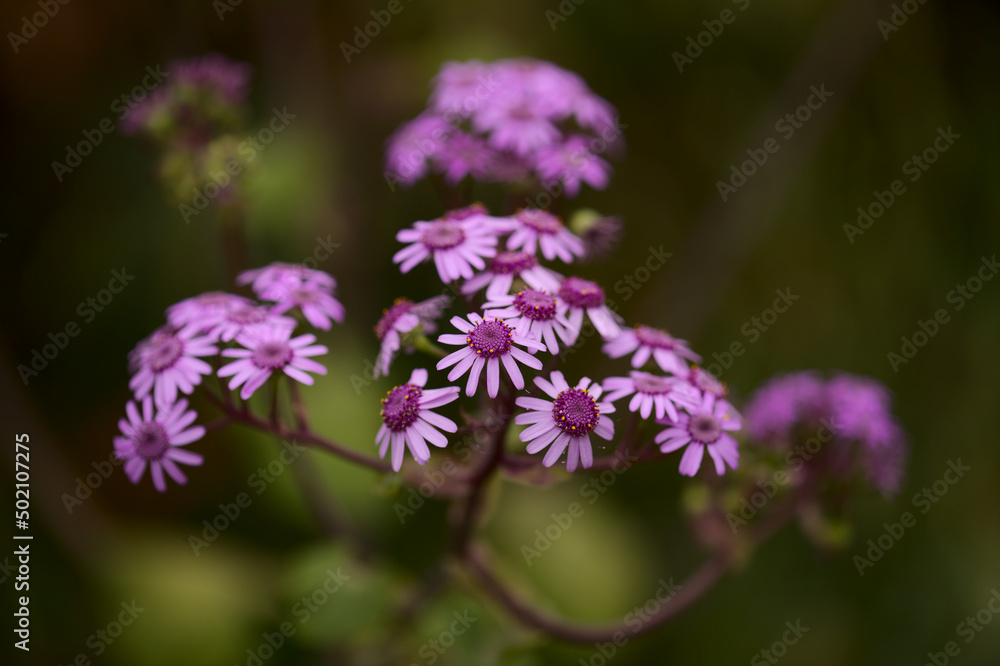 Flora of Gran Canaria - magenta flowers of Pericallis webbii, endemic to the island, natural macro floral background
Flora of Gran Canaria - magenta flowers of Pericallis webbii, endemic to the island, natural macro floral background