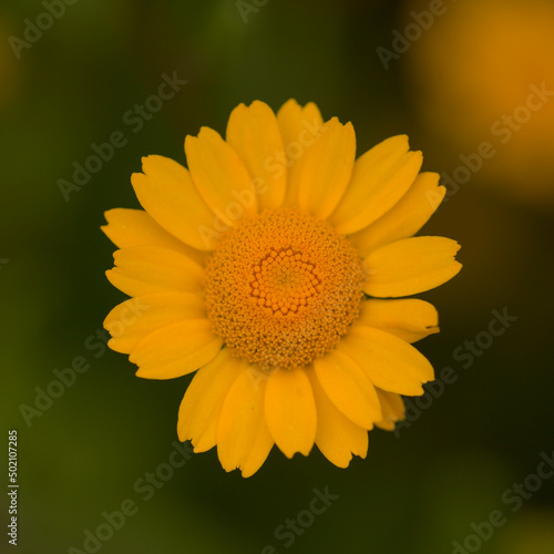 Flora of Gran Canaria -  Coleostephus myconis  corn marigold