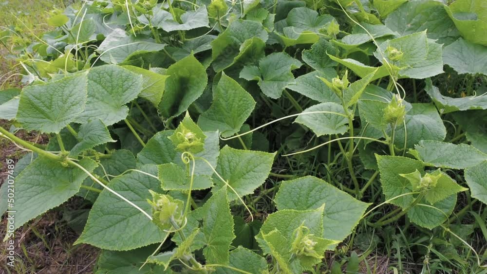 Plantation of farm Cucumbers. Green Leaves Cucumber on garden bed. Agriculture, Organic Food. Cultivation Vegetable. Healthy Nutrition non-GMO. Plantation of farm Cucumbers. Green Leaves Cucumber on garden bed. Agriculture, Organic Food. Cultivation Vegetable. Healthy Nutrition non-GMO.
