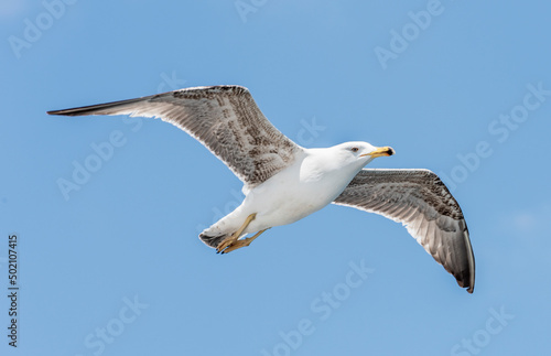flying seagull with blue sky background.
