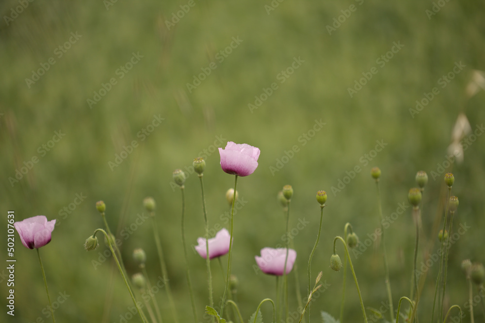 Flora of Gran Canaria - pink Papaver somniferum poppy natural macro floral background Flora of Gran Canaria - pink Papaver somniferum poppy natural macro floral background