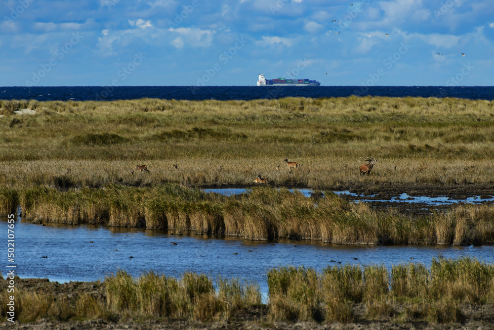 Red deer in the reeds on the Baltic Sea coast