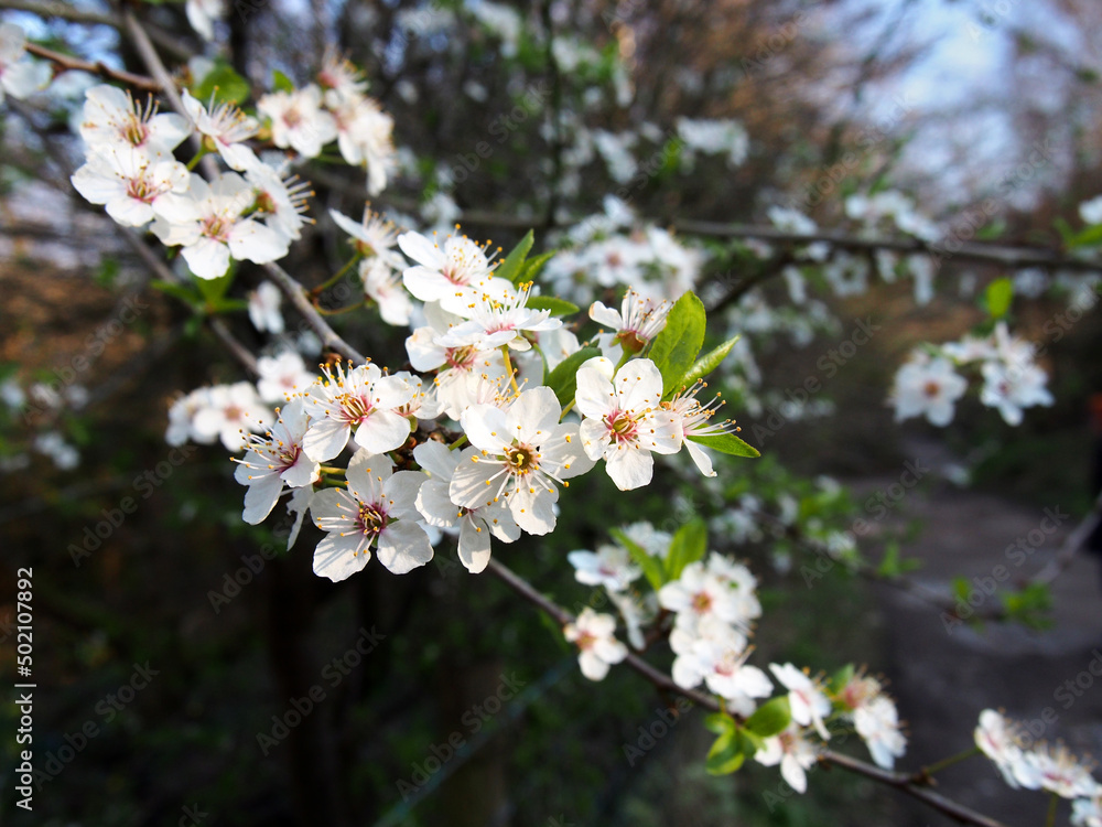 close up of wild blackthorn blossom flowers against a blurred country lane background close up of wild blackthorn blossom flowers against a blurred country lane background