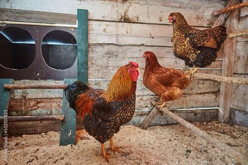 Brown domestic rooster and two hen with beautiful orange feathers in henhouse.