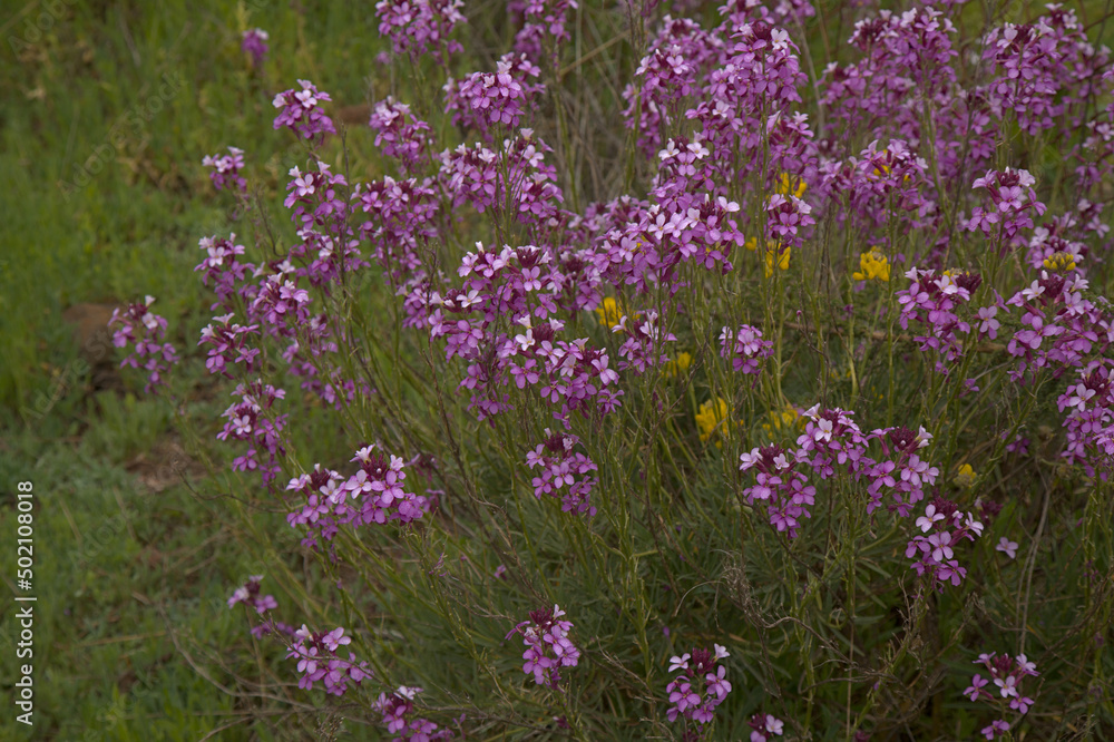 Obraz premium Flora of Gran Canaria - lilac flowers of crucifer plant Erysimum albescens, endemic to the island natural macro floral background 