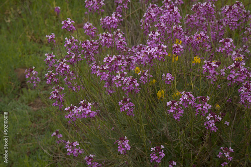 Flora of Gran Canaria - lilac flowers of crucifer plant Erysimum albescens, endemic to the island natural macro floral background  © Tamara Kulikova