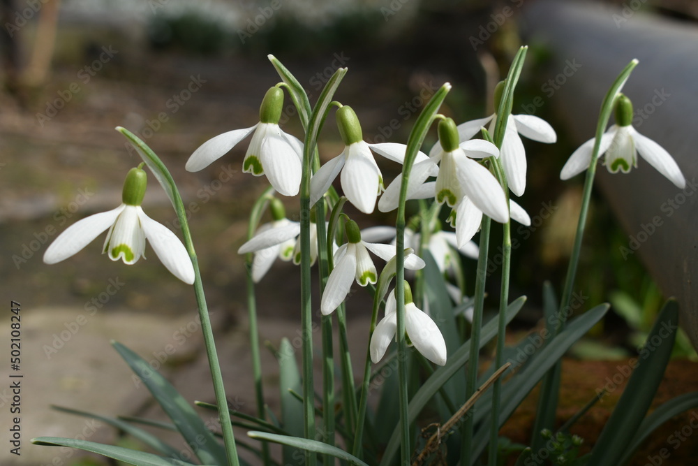 snowdrop flowers in the snow