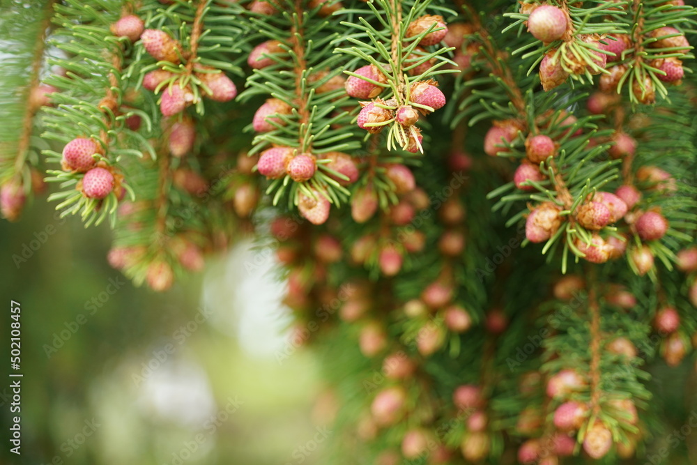 Picea abies, nordische oder gemeine Fichte im Detail mit ihren Nadeln und jungen Zapfen Picea abies, nordische oder gemeine Fichte im Detail mit ihren Nadeln und jungen Zapfen
