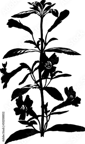 Fleur  diplacus- vecteur noir silhouette fond transparent photo