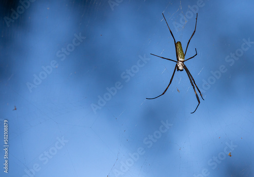 Isolated tropical spider in the forest spider web